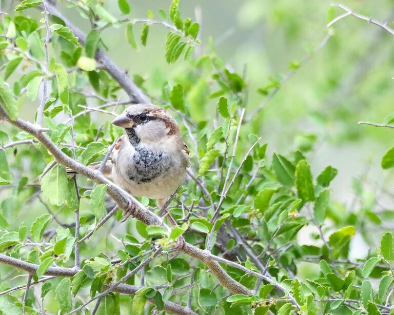 Beginner Tips for Backyard Birdwatching: Start Your Feathered Adventure